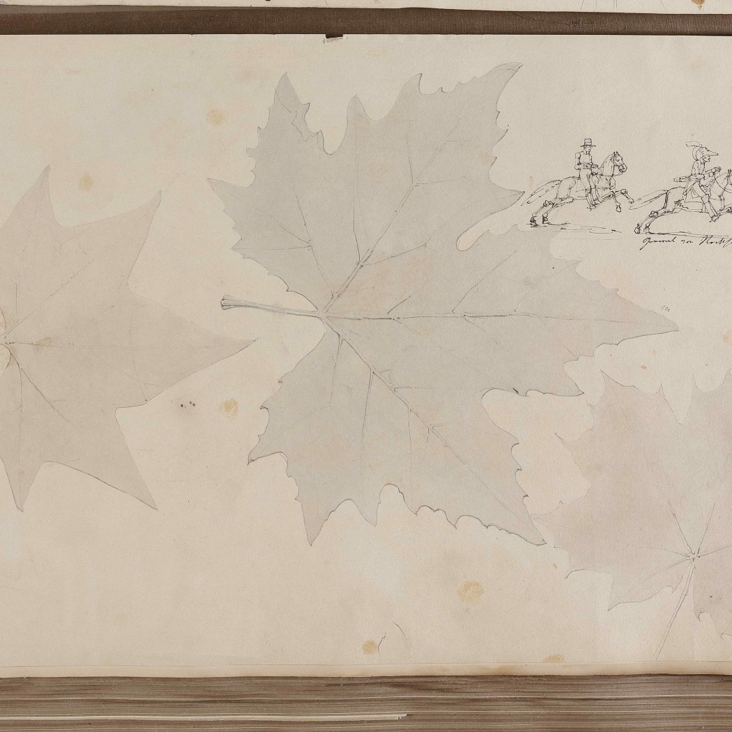 Ahornblaetter Reiter HZ 11517 068 reduz